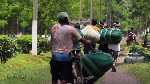 Tea Workers Transporting Harvested Tea Leaves Through a Tea Plantation Stock Footage 341676766