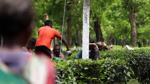 Tea Workers Working in a Lush Tea Plantation Stock Footage 341676647