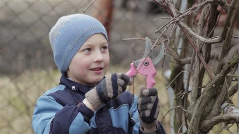 Teach children pruning the vineyard Video stock 73076912