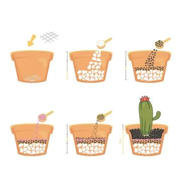 Teach the steps of cactus planted in pots with colorful gravel in side view  cut Stock Illustration