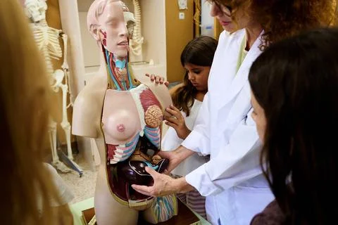 Teacher explaining human anatomy using model to students 写真素材