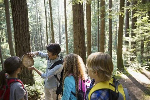 Teacher showing students tree ring in woods Stock Photos