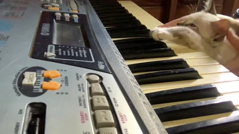 Teaching a cat to play keyboard Stock Footage 157376400