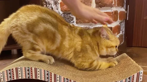 Teaching cat sharpening claws on the scratching post Stock Footage 159870169