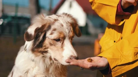 Teaching the dog to endure food, eats on command. A trained dog receives treats Stock Footage 237031486
