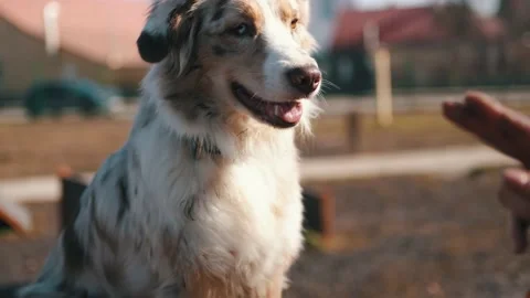 Teaching the dog to endure food, eats on command. A trained dog receives treats Stock Footage 237032021