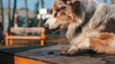 Teaching the dog to endure food, eats on command. A trained dog receives treats Stock Footage 237032155