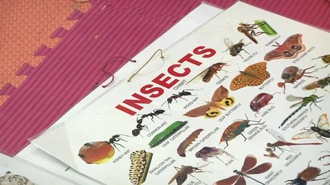 Teaching materials for kindergarten. Insects and the cat family Stock-Footage 150252498