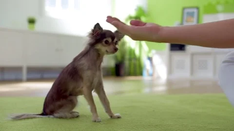 Teaching paw to tiny chihuahua Stock Footage 77750768