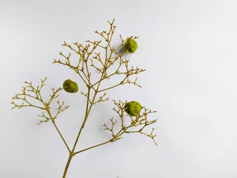 Teak flower Foto stock