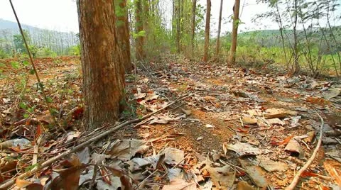 Teak Video stock 22331010