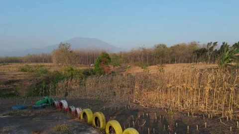 Teak Forest Aerial View with Mountain Background Stock Footage 346105042