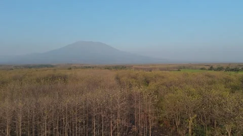 Teak Forest Aerial View with Mountain Background Stock Footage 346105062