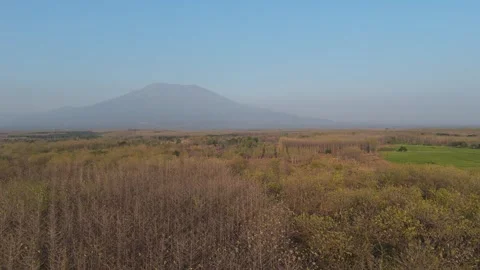 Teak Forest Aerial View with Mountain Background Stock Footage 346105066