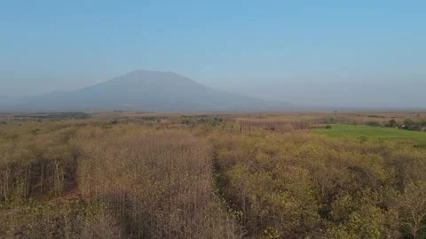 Teak Forest Aerial View with Mountain Background Stock Footage 346105134
