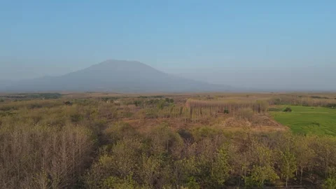 Teak Forest Aerial View with Mountain Background Stock Footage 346105309