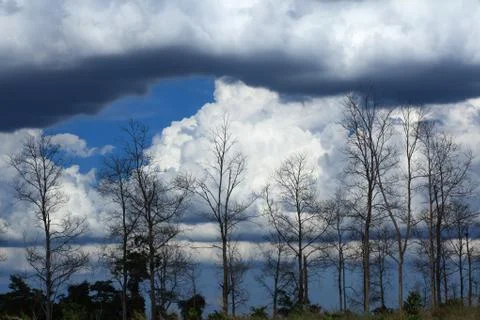 Teak Forest in cloudy day. Foto stock