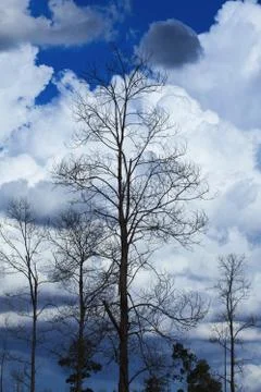 Teak Forest in cloudy day. Stock Photos
