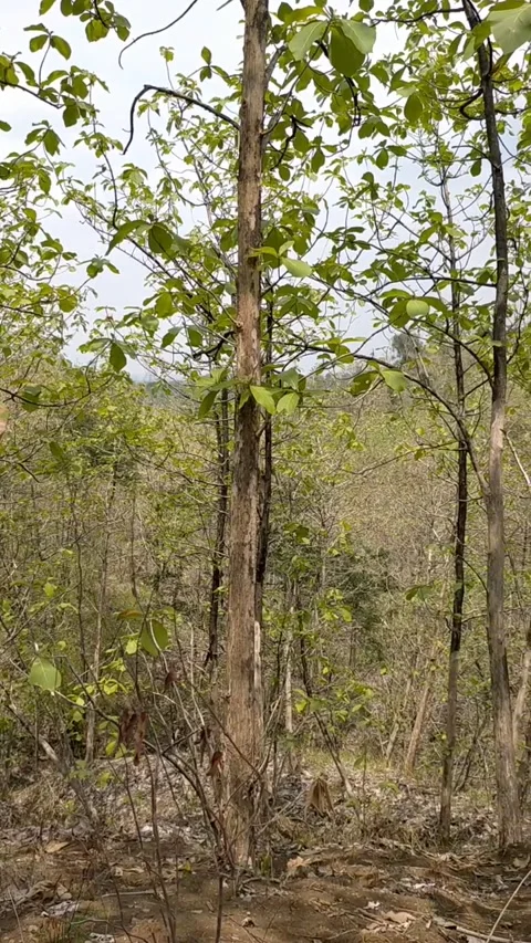 Teak forest Stock Footage 209894119