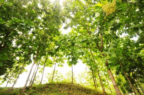 Teak  forest Stock Photos