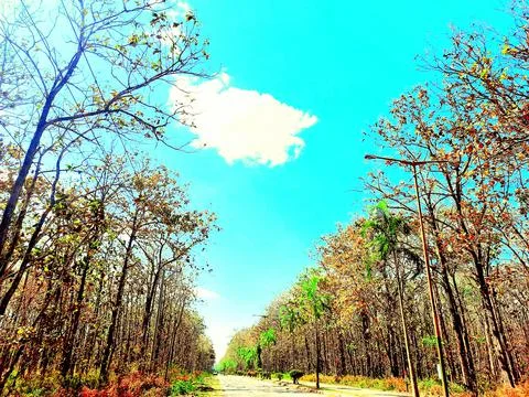 Teak forest Stock Photos