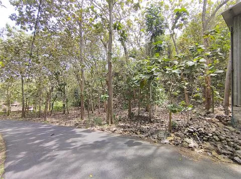 Teak forest Stock Photos