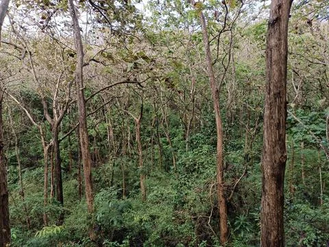 Teak Forest 스톡 사진