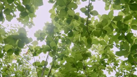 Teak forests in the environment the leaf on tree low angle view. Stock Photos