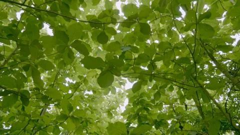 Teak forests in the environment the leaf on tree low angle view. Stock Photos