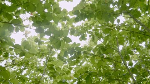Teak forests in the environment the leaf on tree low angle view. Stock-Fotos