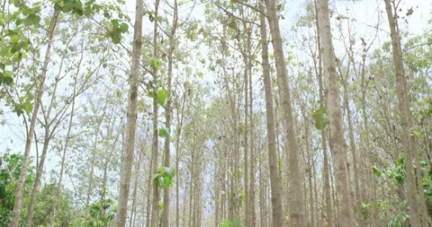 Teak forrest Video stock 125081462