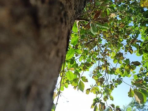 Teak jati Stock Photos