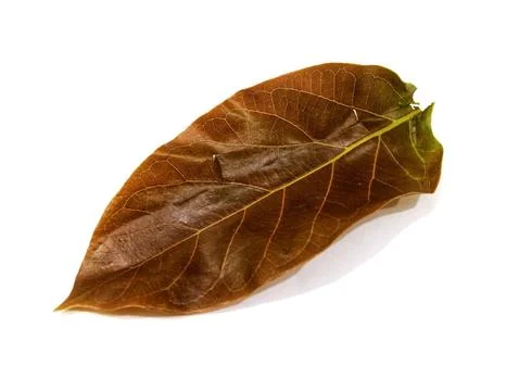 Teak leaf Stock-Fotos