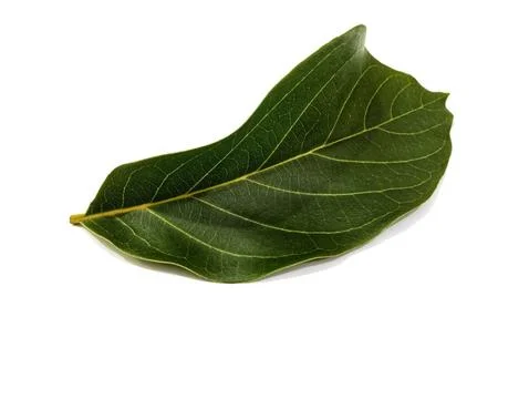 Teak leaf Stock-Fotos