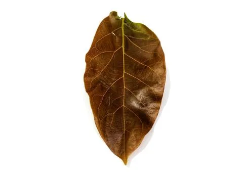 Teak leaf Stock Photos