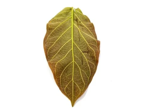 Teak leaf Stock-Fotos