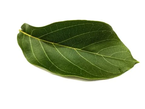 Teak leaf Stock-Fotos