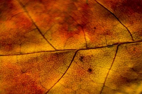 Teak leaf structure vein pattern as background Stock Photos