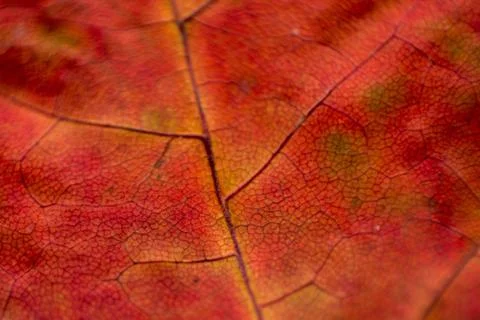 Teak leaf structure vein pattern as background Stock Photos