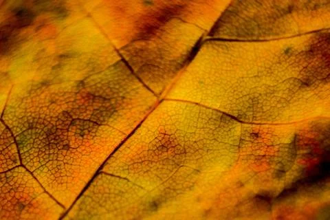 Teak leaf structure vein pattern as background Stock Photos