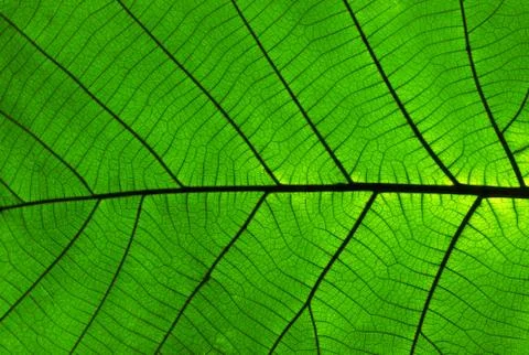 Teak leaf texture background  (Tectona grandis) is a tropical hardwood tree s Foto stock