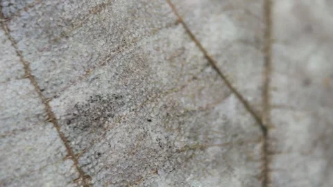 Teak leaf texture Stock Footage 308427985