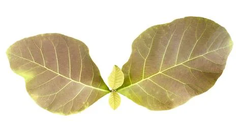Teak leaves cut out with precise clipping paths, against clean white backgr.. Stock Photos