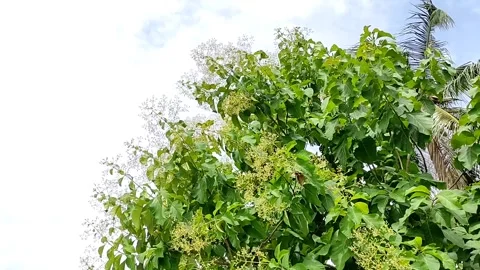 Teak leaves moving in the wind. 動画素材 158468816