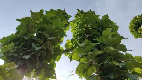 Teak leaves moving in the wind Stock Footage 288686622