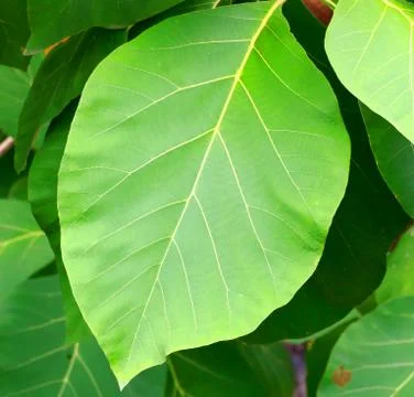 Teak leaves Stock Photos
