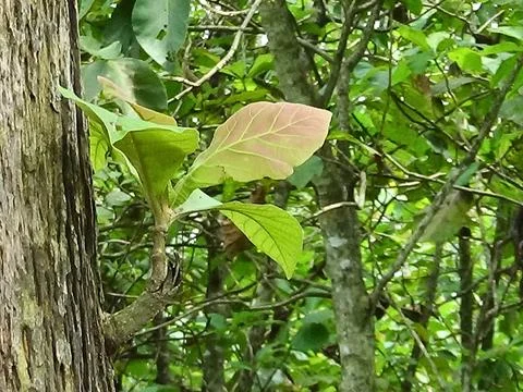 Teak leaves Stock Photos