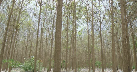 Teak plantation Stock Footage 125081395