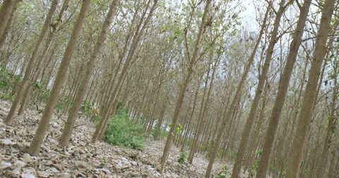 Teak plantation Video stock 125081641