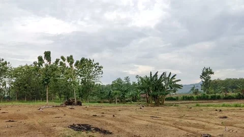 Teak Plantation In Pati, Central Java Indonesia Stock Footage 217482010